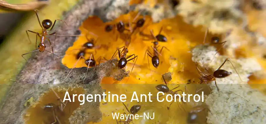 Argentine Ant Control Wayne-NJ