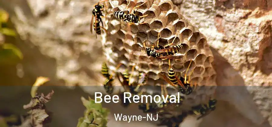 Bee Removal Wayne-NJ