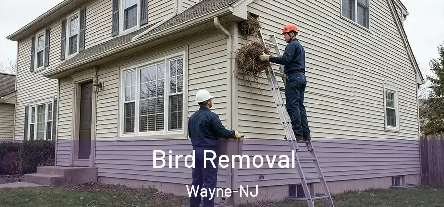Bird Removal Wayne-NJ