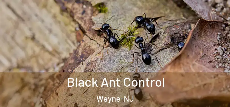 Black Ant Control Wayne-NJ