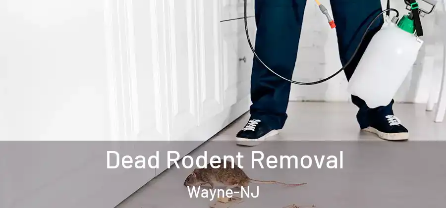 Dead Rodent Removal Wayne-NJ