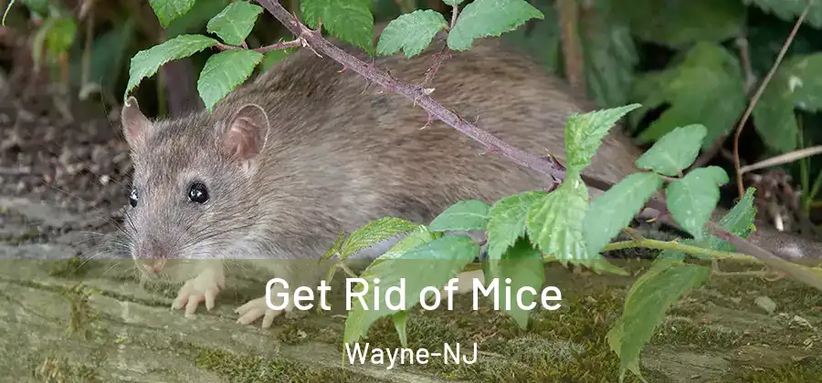 Get Rid of Mice Wayne-NJ