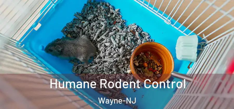 Humane Rodent Control Wayne-NJ