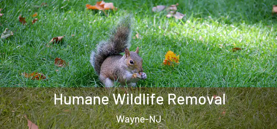 Humane Wildlife Removal Wayne-NJ