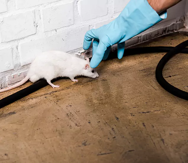 Trusted Mouse Exterminator: Your Rodent Control Company in Wayne, NJ