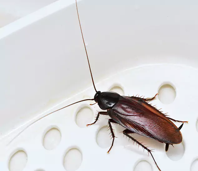 Trusted Cockroach Exterminator: Your Roach Control Services in Wayne, NJ