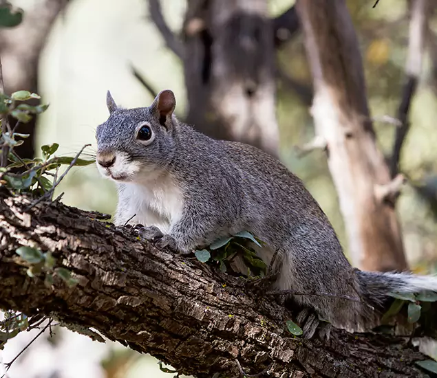 Your Trusted Squirrel Removal Company in Wayne, NJ