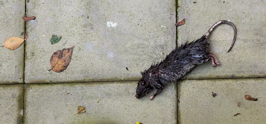 Mice in the Attic Removal in Wayne