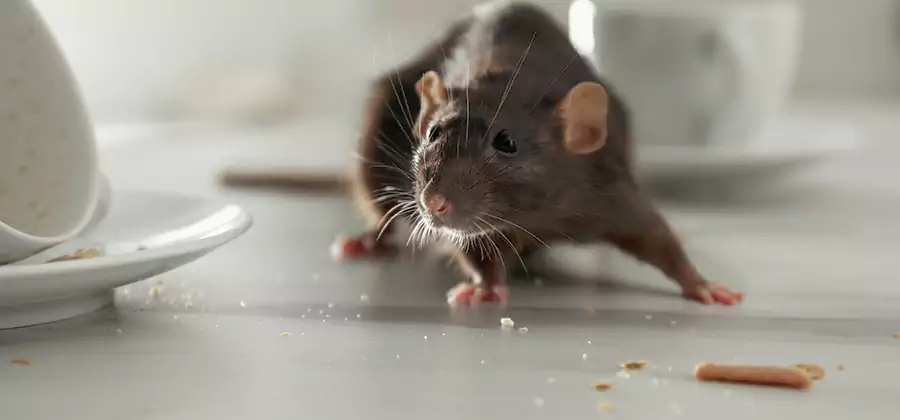 Rodent Feces Removal in Wayne