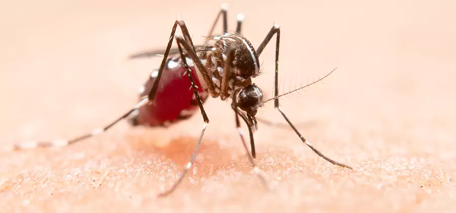 Pond Mosquito Control and Water Treatment in Wayne