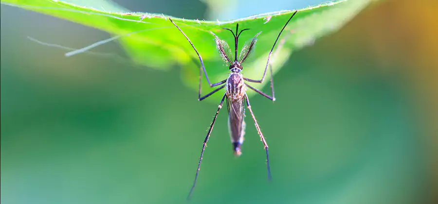 Home Defense Insect Killer in Wayne