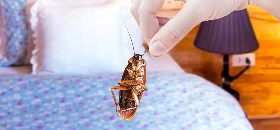 Bed Bug Inspection in Wayne