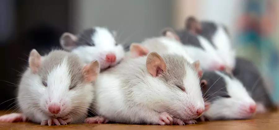 Rat Infestation Exclusion Service in Wayne