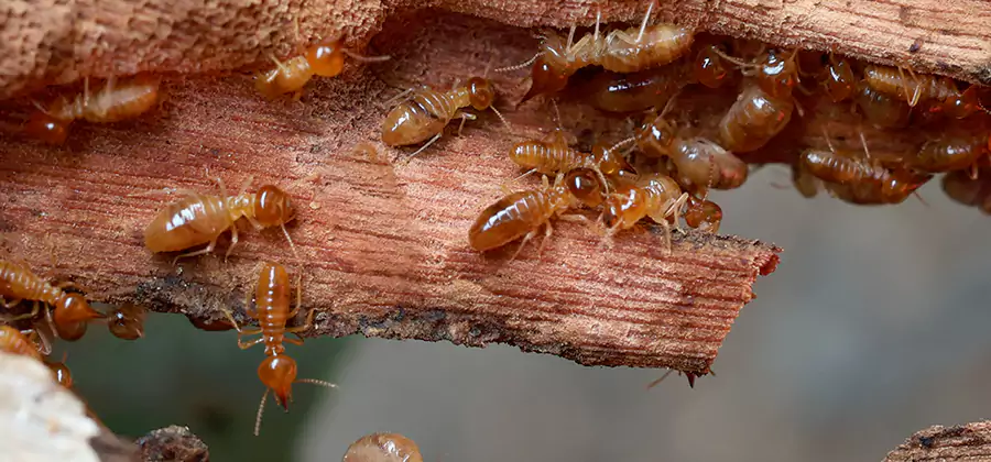 Wood Preservation Termite Treatment in Wayne