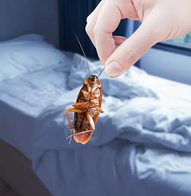 Why Choose Wayne Pest Control Pro for Bed Bug Extermination in Wayne, NJ?