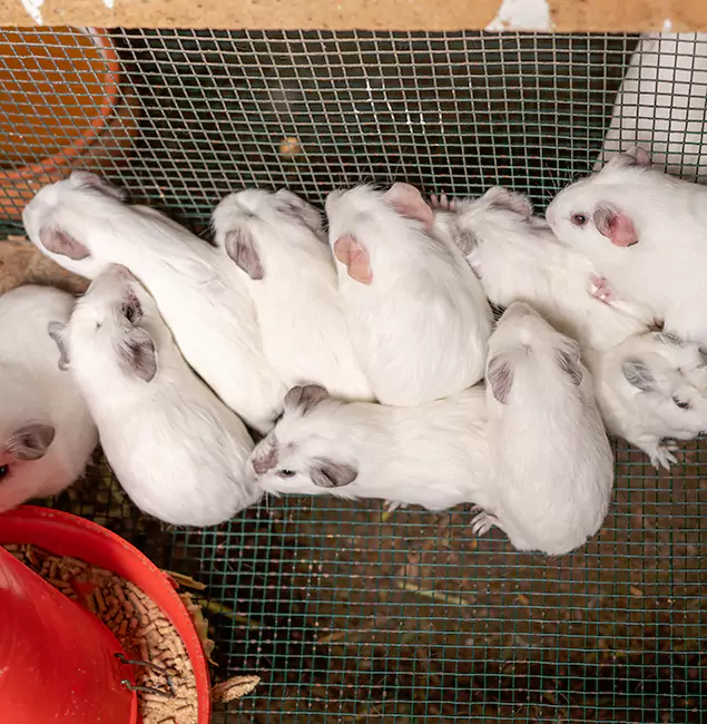 Why Choose Wayne Pest Control Pro for Rat Infestation in Wayne, NJ?