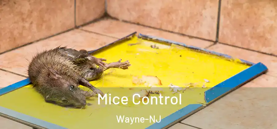 Mice Control Wayne-NJ