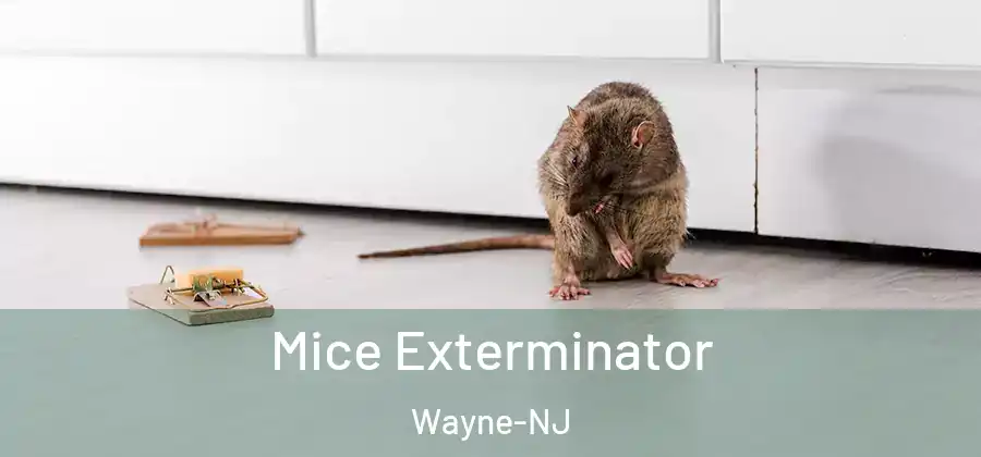 Mice Exterminator Wayne-NJ