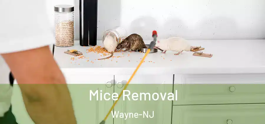 Mice Removal Wayne-NJ