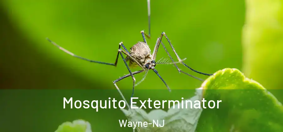 Mosquito Exterminator Wayne-NJ