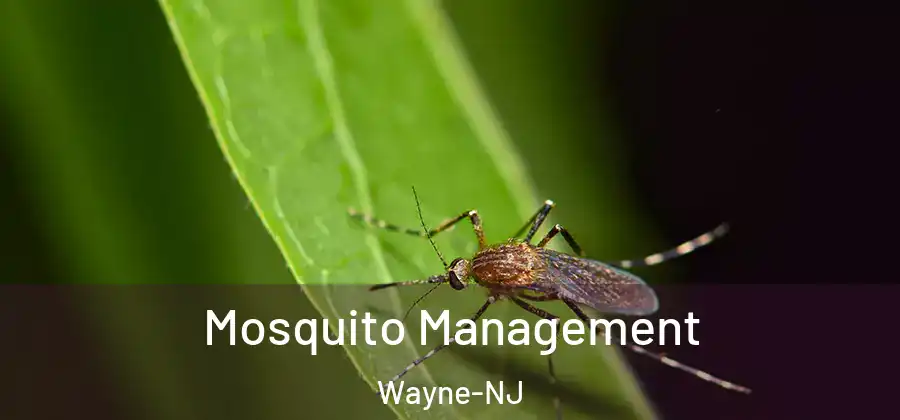 Mosquito Management Wayne-NJ