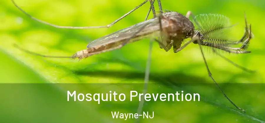 Mosquito Prevention Wayne-NJ