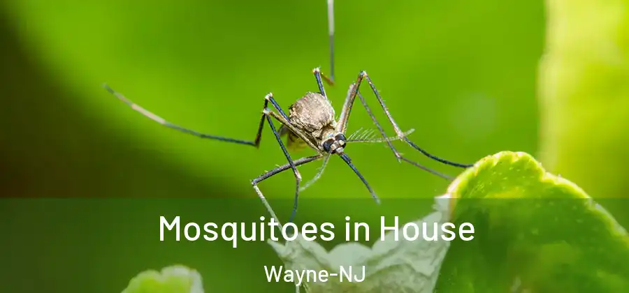 Mosquitoes in House Wayne-NJ