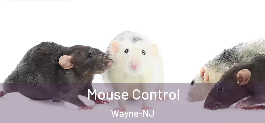Mouse Control Wayne-NJ