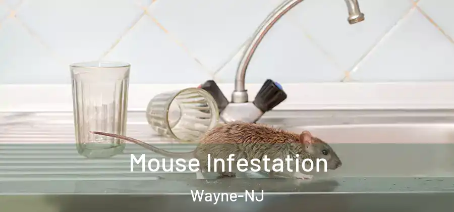 Mouse Infestation Wayne-NJ