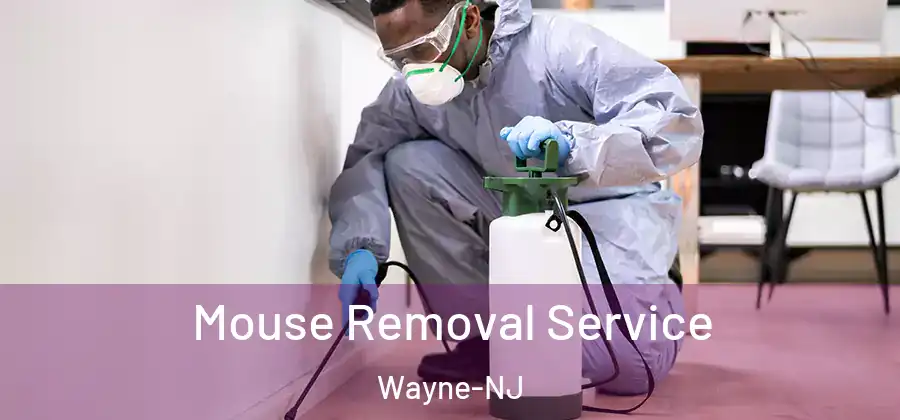 Mouse Removal Service Wayne-NJ