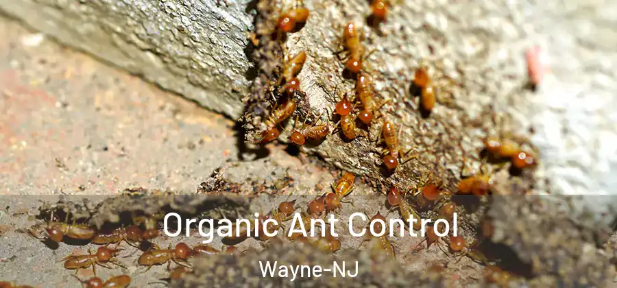 Organic Ant Control Wayne-NJ