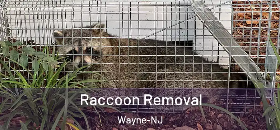 Raccoon Removal Wayne-NJ