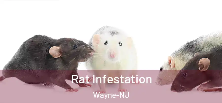 Rat Infestation Wayne-NJ