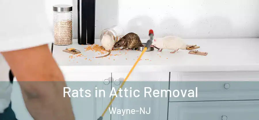 Rats in Attic Removal Wayne-NJ