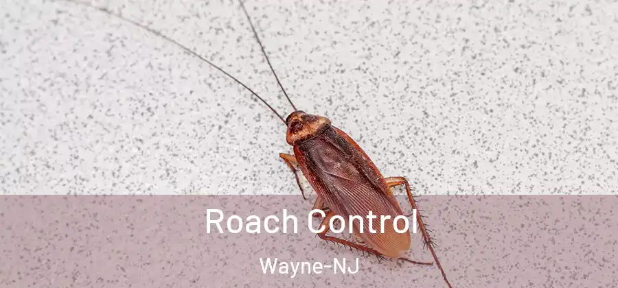 Roach Control Wayne-NJ