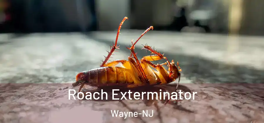  Roach Exterminator Wayne-NJ