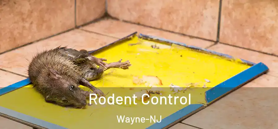 Rodent Control Wayne-NJ