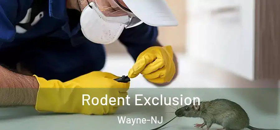 Rodent Exclusion Wayne-NJ
