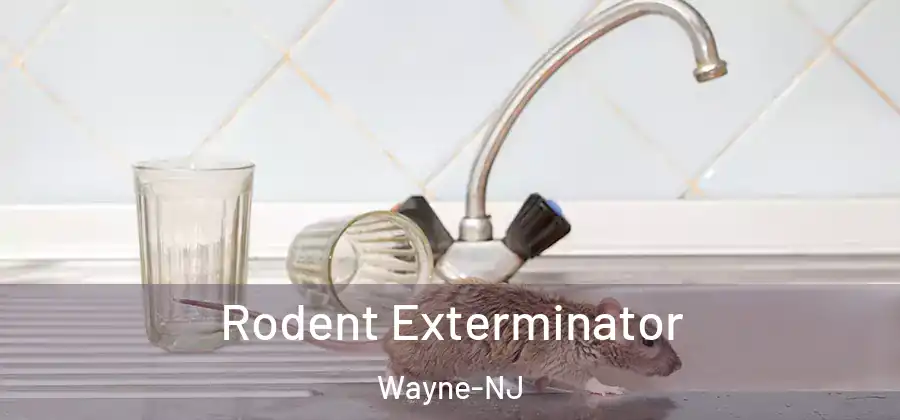 Rodent Exterminator Wayne-NJ