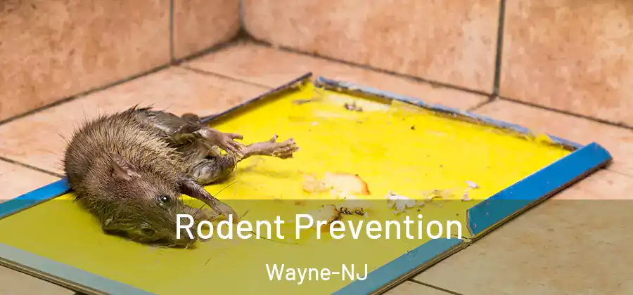Rodent Prevention Wayne-NJ