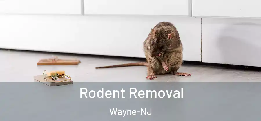 Rodent Removal Wayne-NJ