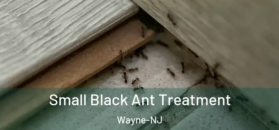 Small Black Ant Treatment Wayne-NJ