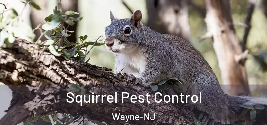 Squirrel Pest Control Wayne-NJ