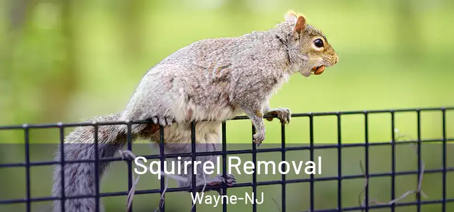 Squirrel Removal Wayne-NJ