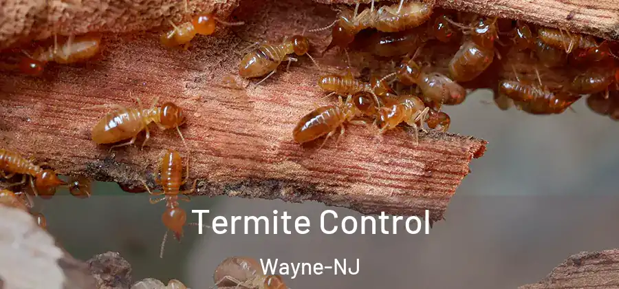 Termite Control Wayne-NJ