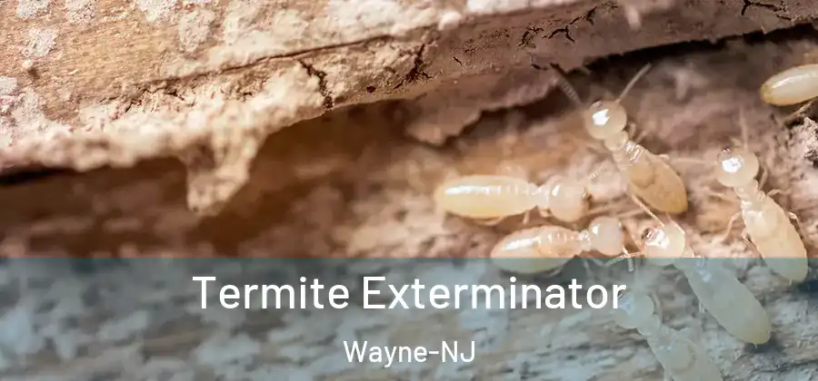 Termite Exterminator Wayne-NJ