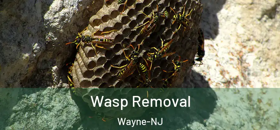 Wasp Removal Wayne-NJ